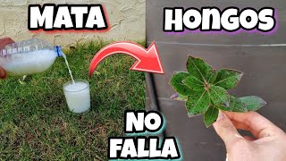 Este Fungicida es 1000 VECES mas POTENTE que OTROS Eliminar hongos de las PLANTAS Con Ajo y leche [upl. by Ahsiken666]