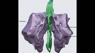 Ethmoid Bone 3D Anatomy [upl. by Joed]