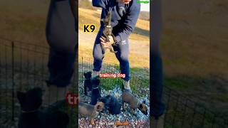 ❌❌❌Puppy training dog malinois dogtraining k9 [upl. by Hnib]