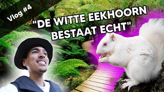 EEN WITTE EEKHOORN DIT KAN NIET ECHT ZIJN [upl. by Sixla983]