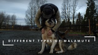 Different Malamute Types  Dog Sledding [upl. by Moyer814]