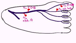 medial plantar nerve by dr sameh ghazy [upl. by Alessandra451]