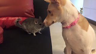 Chinchilla playing with dogFunny and cute chinchilla compilationPlayful chinchilla [upl. by Gradey589]