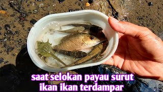 ikan ikan unik dan kelomang terdampar di selokan saat air surut [upl. by Mungovan]