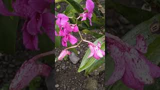 satisfying beautiful pink orchids youtubeshorts [upl. by Nelleoj]