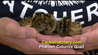 Pharaoh Coturnix Quail Baby Chicks for Sale  Cackle Hatchery [upl. by Sally]