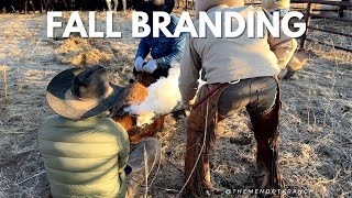 Fall Branding horse ranch cattle [upl. by Dustie171]