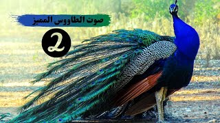 صوت الطاووس  Peacock Sounds  Noises [upl. by Suoivatnom]