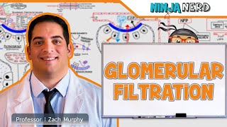 Renal  Glomerular Filtration [upl. by Coltin700]