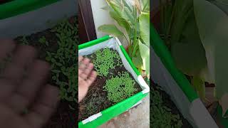 Vegetable germination terrace garden harishvlogs terracegardentour gardendesign [upl. by Ylera573]