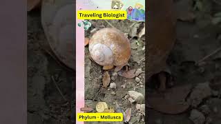 Phylum Mollusca neet trending viralvideo biology class11 [upl. by Attey]