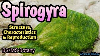 SPIROGYRA  Structure Characteristics amp Reproduction  BSMSBotany  Urdu amp Hindi [upl. by Rosenthal]