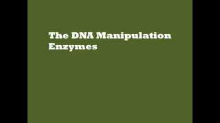 The DNA Manipulation Enzymes [upl. by Wini]