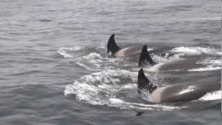 Killer Whales prey on Gray Whale Calf in Monterey Bay California Humpbacks Intervene [upl. by Geer202]