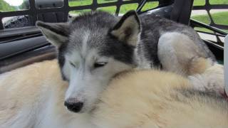 Siberian Husky all tired out  Wordless Wednesday  Wore Out from Camping  Sleeping Huskies [upl. by Arrakat901]