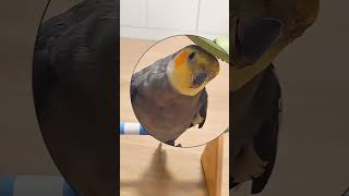 Cockatiel singing cockatielwhistle cockatielbirdsound ai [upl. by Bina28]