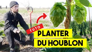 Guide pour planter du houblon avec Édouard Hop [upl. by Annayrb]