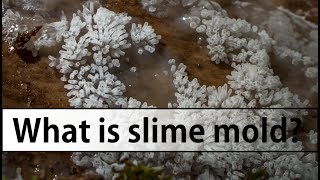 Introduction to Slime Molds Myxomycete Edition [upl. by Ddart]