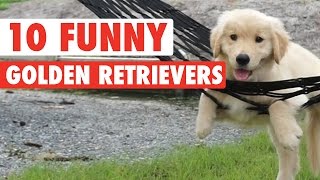 10 Funny Golden Retriever Videos  Awesome Golden Retriever Compilation [upl. by Assenad]