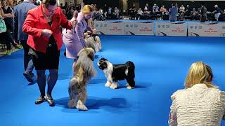 Euro Dog Show 2018 Tibetan Terrier Winners [upl. by Delphine759]