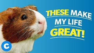 The 1 Basic Guinea Pig Supplies List  Chewy [upl. by Ilat]