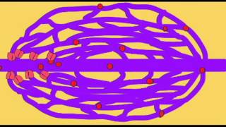 AP2 EXAM 1 PRECAPILLARY SPHINCTERavi [upl. by Cello]