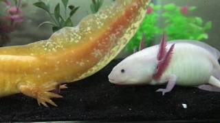 Axolotls breeding [upl. by Peck]