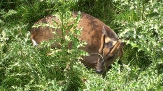 Muntjac Deer [upl. by Yrrat]