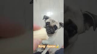 собака забавные животные собаки pug мопс [upl. by Amsirak]