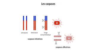 Voies de lapoptose [upl. by Ande]