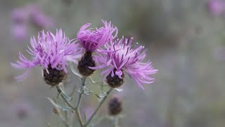 SPOTTED KNAPWEED Centaurea maculosa [upl. by Akinnej]