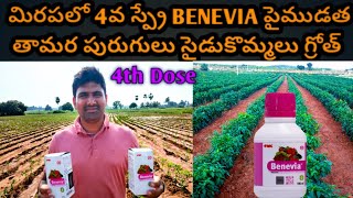 మిరపలో 4వ స్ప్రే BENEVIA పైముడత సైడుకొమ్మలు గ్రోత్లద్దెపురుగు కోసంMBuk4gl [upl. by Nwahs690]