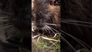 Beaverఎలుకfacts animals youtubeshorts ytshorts shorts [upl. by Derrick]