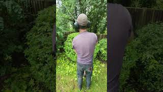 Super Fast Choisya Trim satisfying shorts gardening stihl garden summer shortvideo gardener [upl. by Noletta]