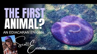 The First Animal An Ediacaran Enigma  PROFESSOR SCOTT EVANS [upl. by Inol]