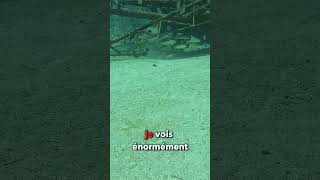 Jai eu si peur O YouTubeCreatorCommunity chassesousmarine fish shortswithzita pecheur [upl. by Arratal]