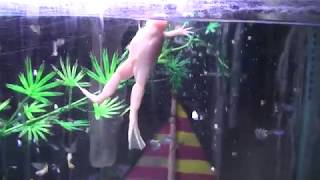 Albino African clawed frogs and guppies [upl. by Helmer]