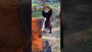 The red panda doll scared the baby The red panda is not a raccoon The red panda in Changchun Z [upl. by Kirbee]