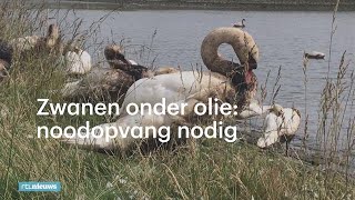 Honderden vogels onder de stookolie noodopvang in Rotterdam  RTL NIEUWS [upl. by Renard141]