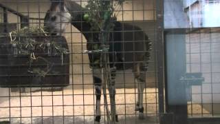 オカピ（上野動物園）：Okapi Ueno Zoo [upl. by Drofyar]