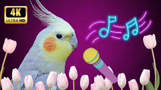 Teach your Cockatiel to Sing and Make your Cockatiel Happy 🦜🌹 cockatiel calopsita 🌿 [upl. by Bolan]