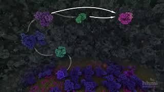 Glycolysis From Glucose to Pyruvate Animation [upl. by Monroe]