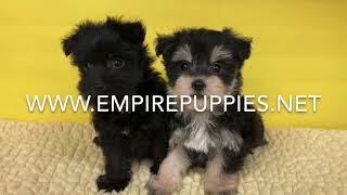 Morkie Puppies For Sale in Flushing NY Empire Puppies [upl. by Yelik]