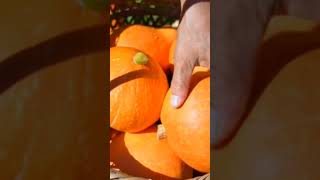 Orange pumkin harvesting shorts vegetableharvesting recommended suggested nature [upl. by Nnaaihtnyc]