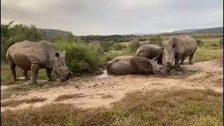 Rhino Wallowing  Kariega Game Reserve [upl. by Assillim824]