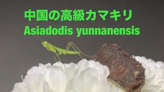 生まれたてのasiadodis yunnanensis China mantis🇨🇳 [upl. by Avir]