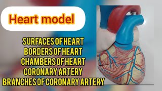 anatomy of heart [upl. by Anneg]