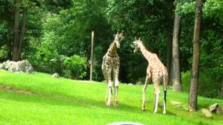 Giraffes Fighting at NC Zoo [upl. by Ynnhoj]