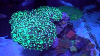 Lets talk about Frogspawn one of my favorite corals [upl. by Telrats485]