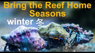 Bring the Reef Home Seasons  Winter Aquarium Update [upl. by Soinski74]